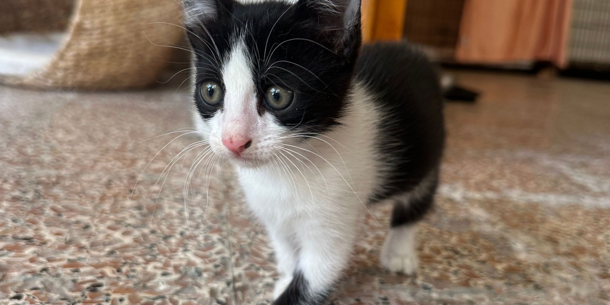 Kitten