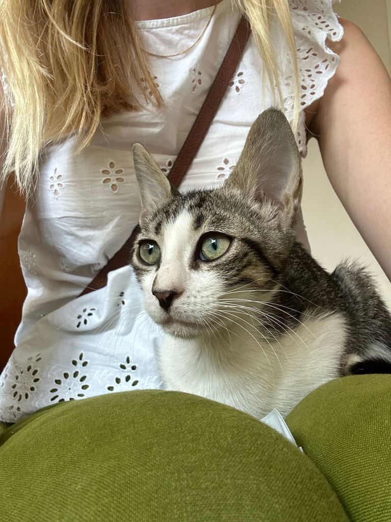 Tiny Boy - Brown White Tabby