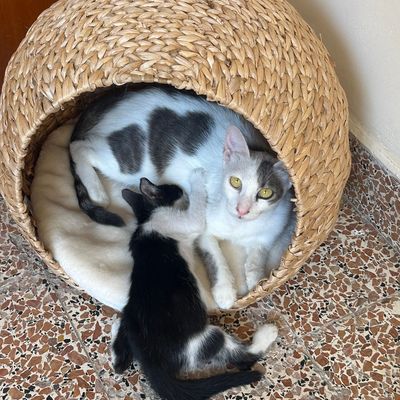 The Sweetest Mommy
