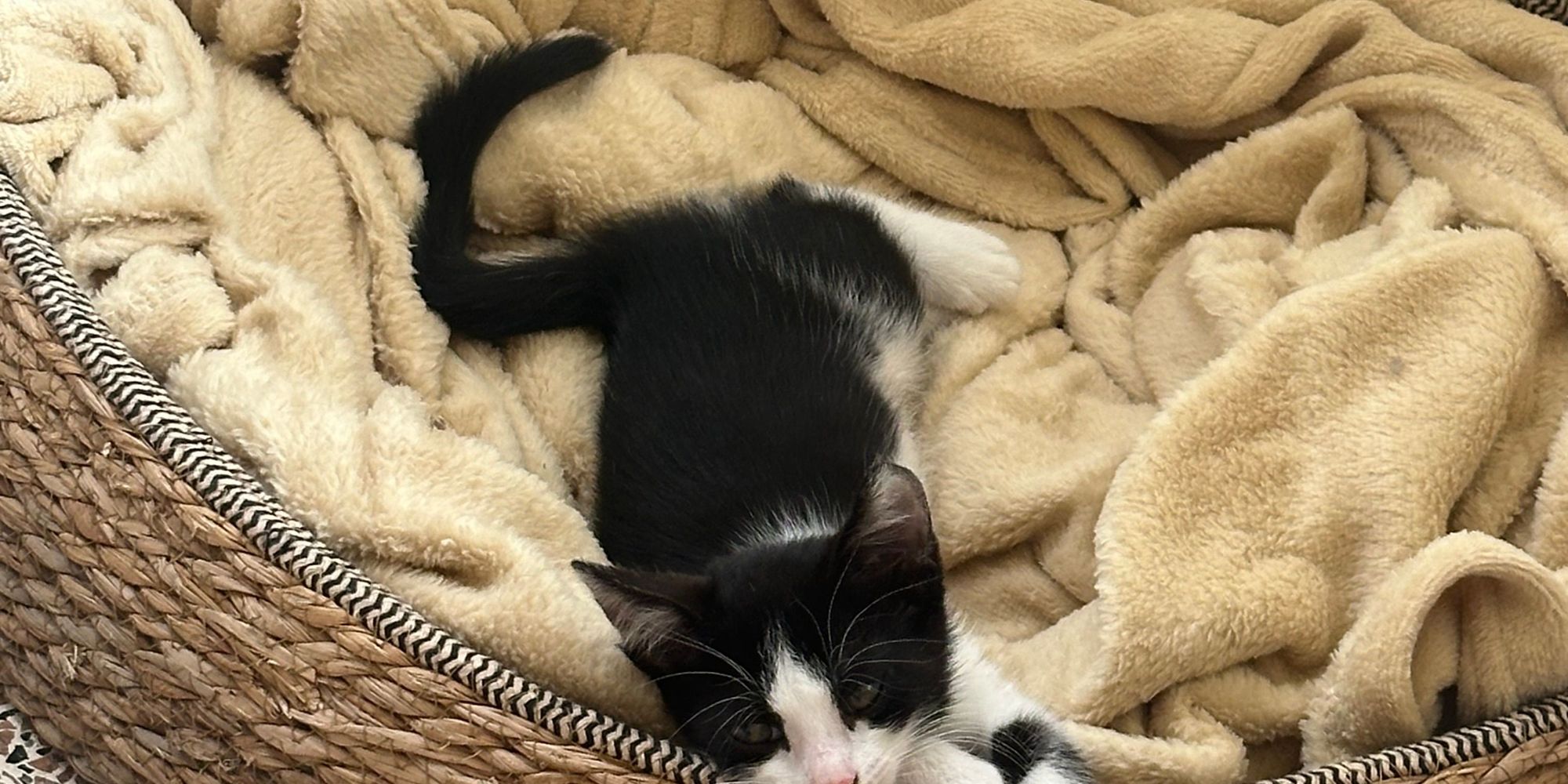 Kitten