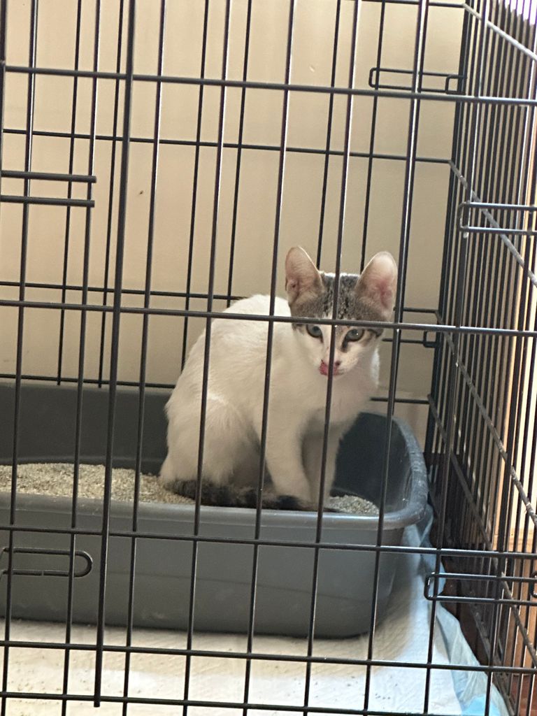 Kitten Brown & White Tabby