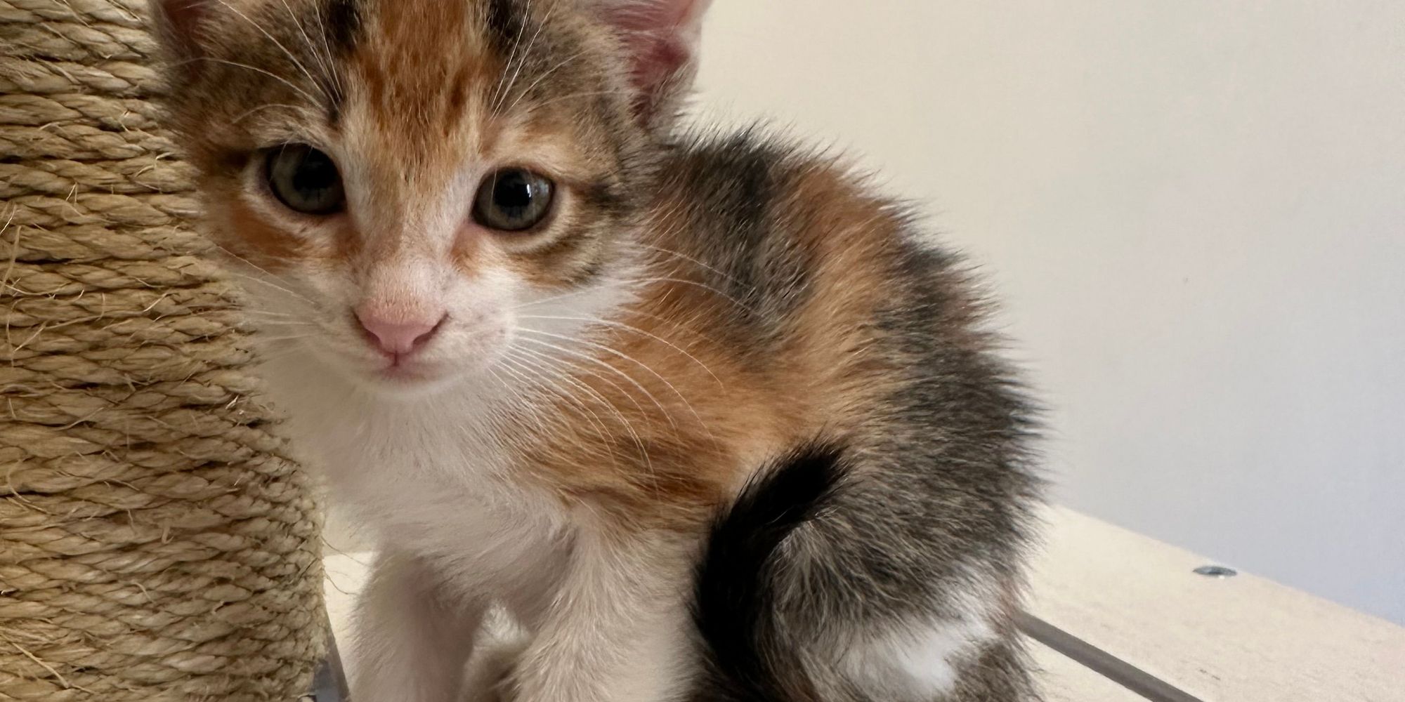 Lilly
