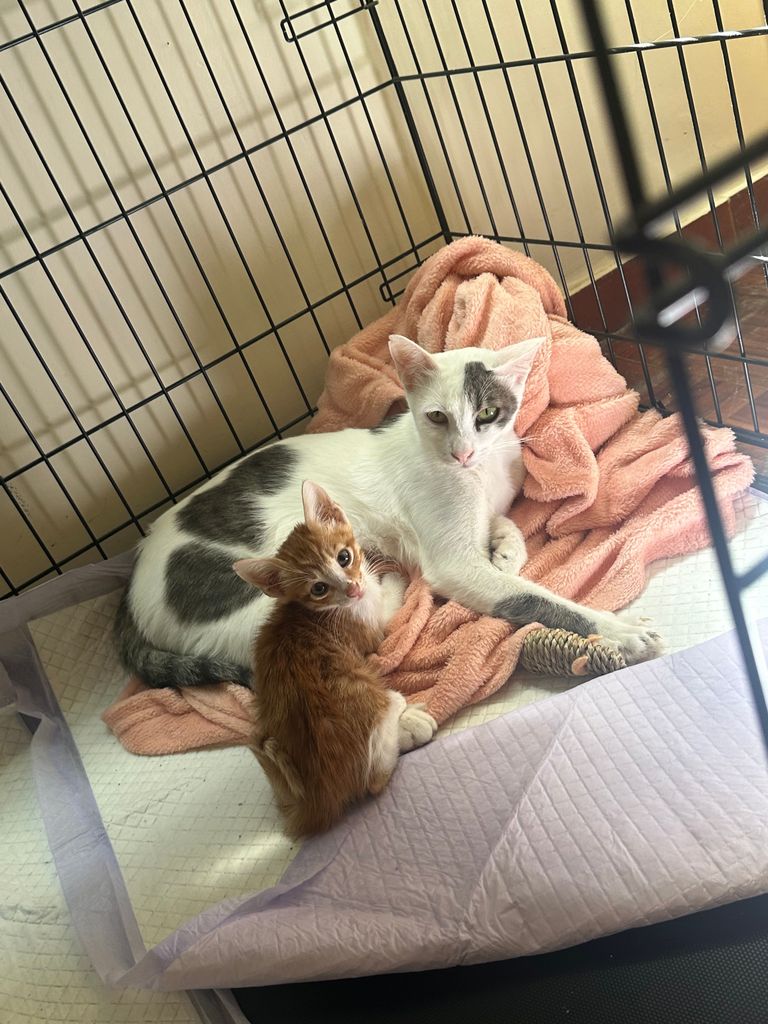 The Sweetest Mommy
