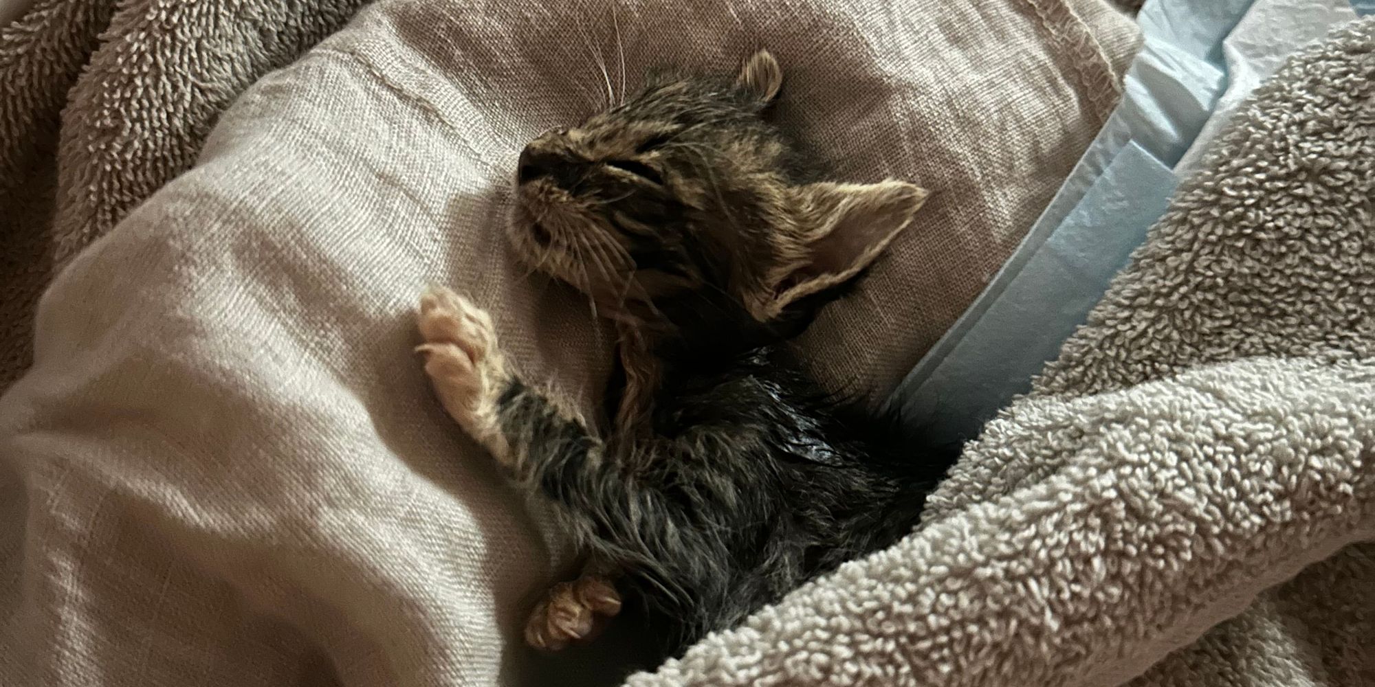 Little Angel