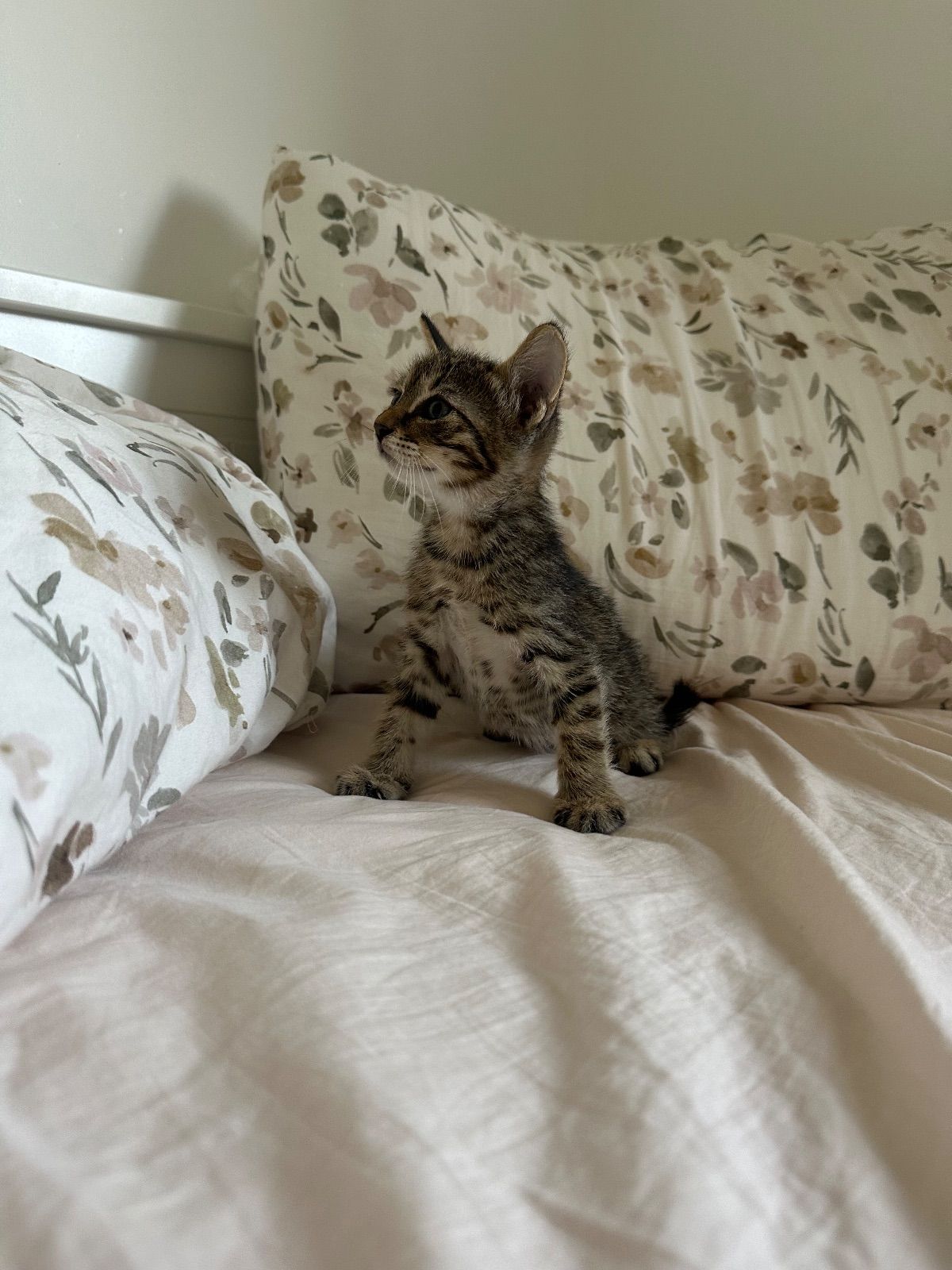 Cat photo