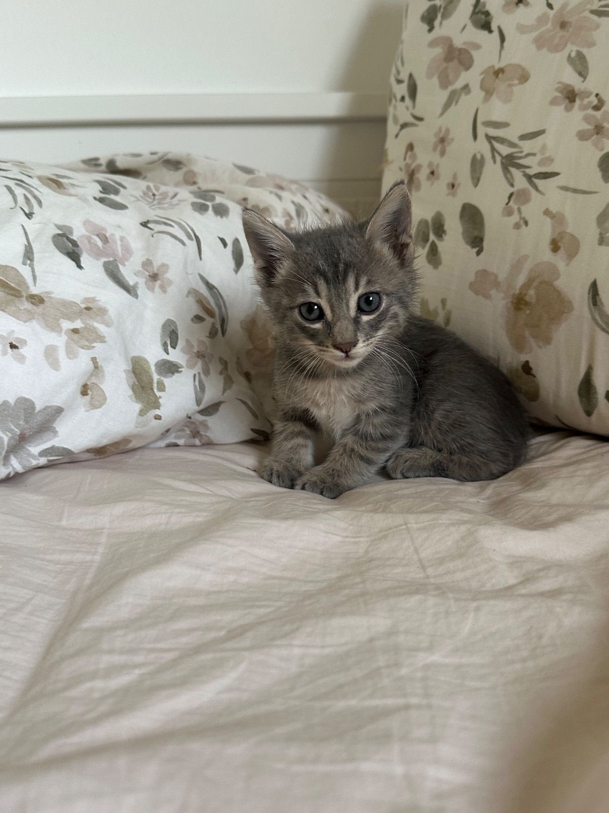 Cat photo