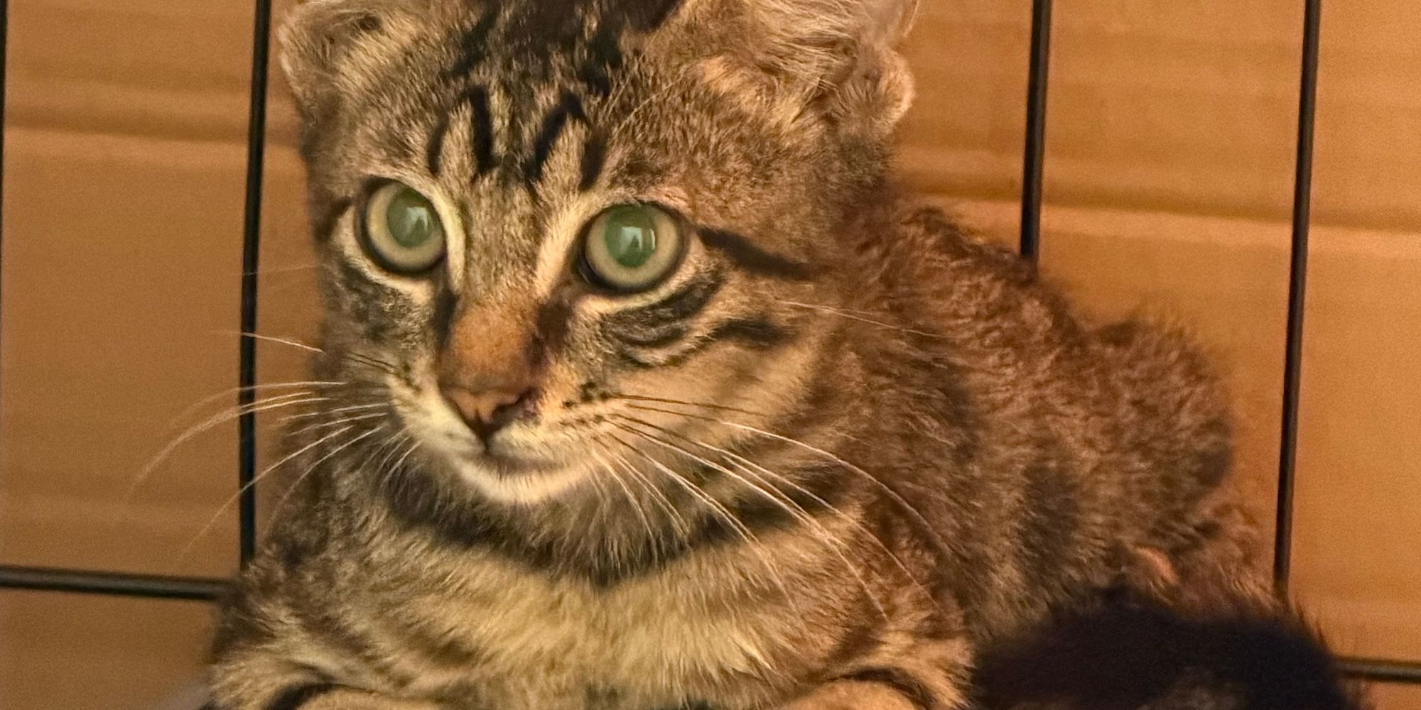 Brown Tabby Girl Kitten