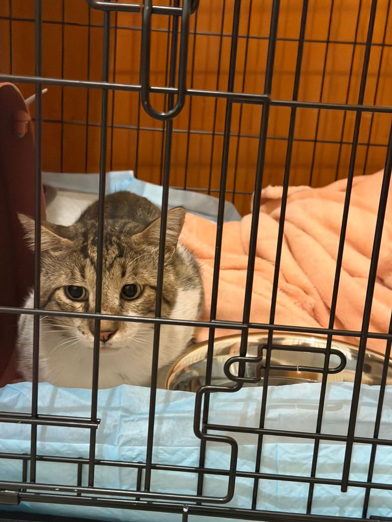 Adult Brown Tabby Boy