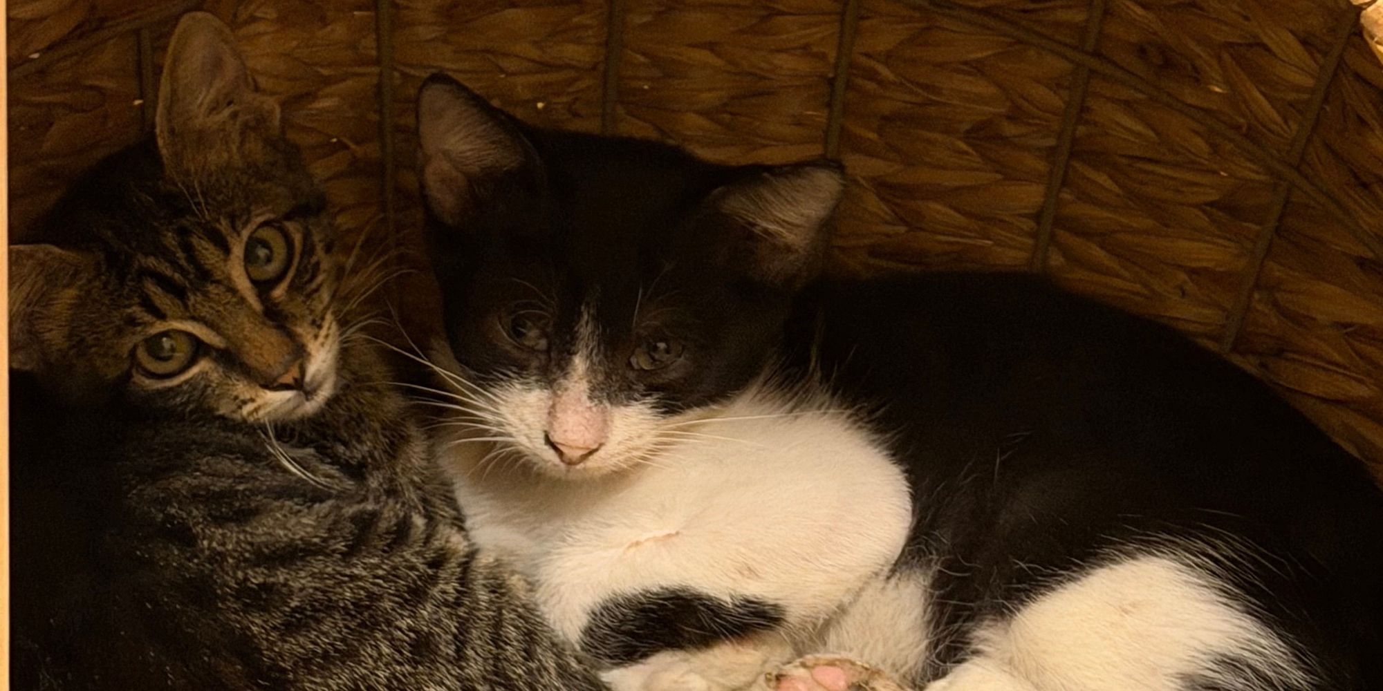 Black White Big Kitten