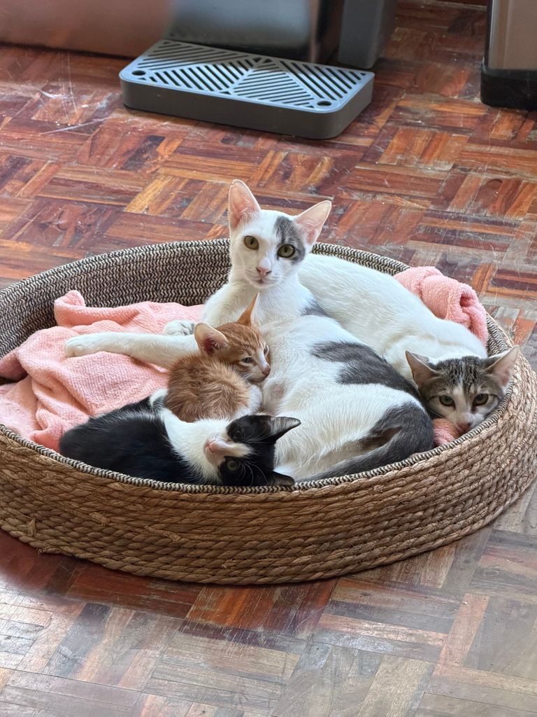 The Sweetest Mommy